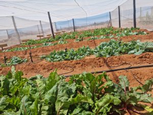 WhatsApp Image 2025-12-04 at 23.06.17_43bde485