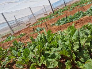 WhatsApp Image 2025-12-04 at 23.06.17_b3fda67d