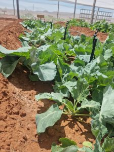 WhatsApp Image 2025-12-04 at 23.06.18_5fac5d0d