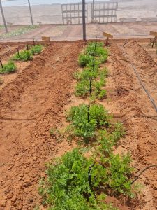 WhatsApp Image 2025-12-04 at 23.06.19_117d3573