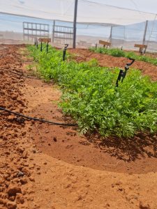 WhatsApp Image 2025-12-04 at 23.06.19_5f803b08