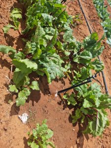 WhatsApp Image 2025-12-04 at 23.06.20_63a271f6