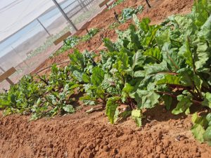 WhatsApp Image 2025-12-04 at 23.06.20_eb6d4dba