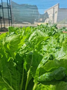 WhatsApp Image 2025-12-04 at 23.09.55_5cccd3c8