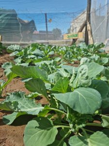 WhatsApp Image 2025-12-04 at 23.09.56_63965853