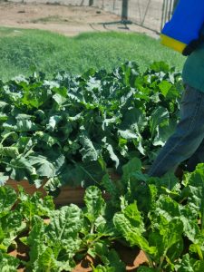 WhatsApp Image 2025-12-04 at 23.09.59_c375691d