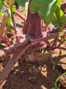 WhatsApp Image 2025-12-04 at 23.09.59_e47025eb