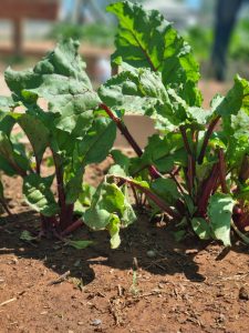 WhatsApp Image 2025-12-04 at 23.10.00_d2e3e0a4