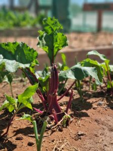 WhatsApp Image 2025-12-04 at 23.10.01_8c8bcbd8