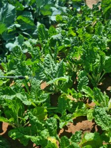 WhatsApp Image 2025-12-04 at 23.10.02_93bd8fbb