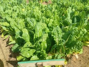 WhatsApp Image 2025-12-04 at 23.12.16_51bcb21c