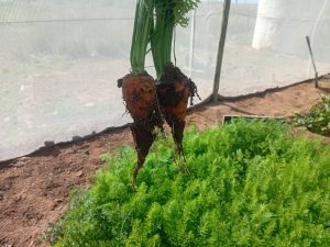 WhatsApp Image 2025-12-04 at 23.12.16_dfb13c4e