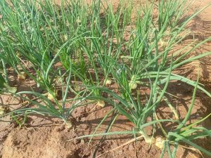 WhatsApp Image 2025-12-04 at 23.12.17_77e6bc10