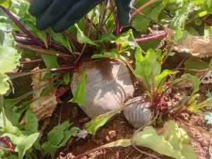 WhatsApp Image 2025-12-04 at 23.12.17_7cebe662