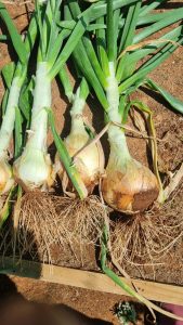 WhatsApp Image 2025-12-04 at 23.14.33_eca91299