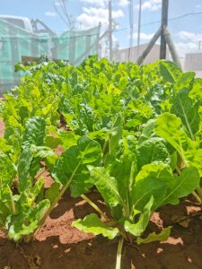 WhatsApp Image 2025-12-04 at 23.14.38_f0f07f90