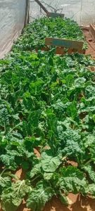 WhatsApp Image 2025-12-04 at 23.18.29_b96c48af